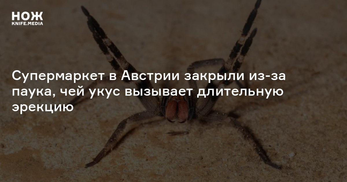 Супермаркет в Австрии закрыли из-за паука, чей укус вызывает длительную ...