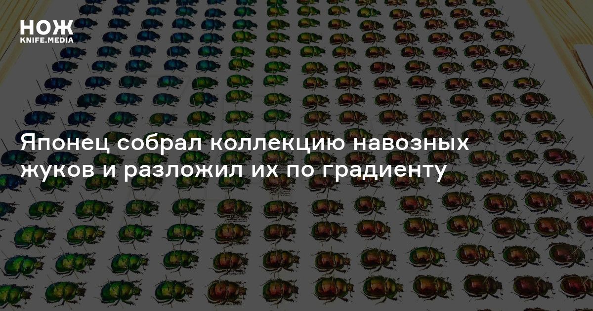 Японец собрал коллекцию навозных жуков и разложил их по градиенту — Нож