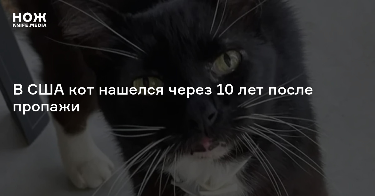 В США кот нашелся через 10 лет после пропажи — Нож