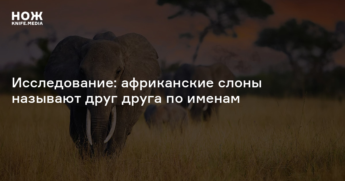 Исследование: африканские слоны называют друг друга по именам