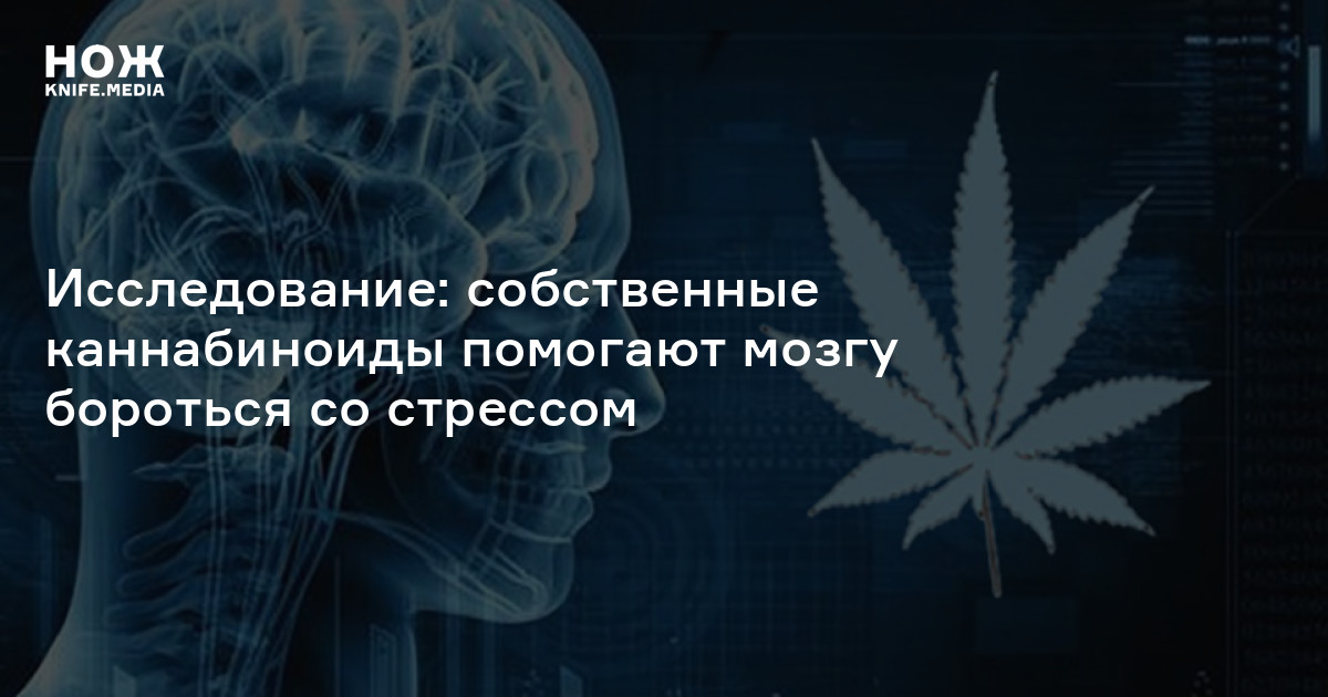 Исследование: собственные каннабиноиды помогают мозгу бороться со ...