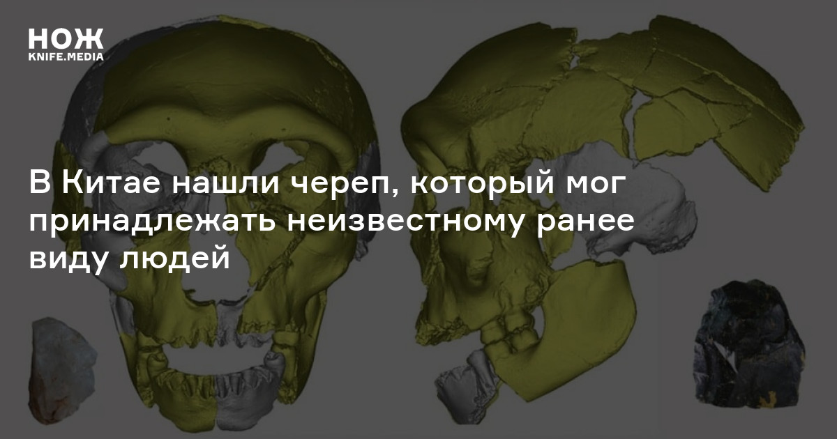 В Китае нашли череп, который мог принадлежать неизвестному ранее виду ...