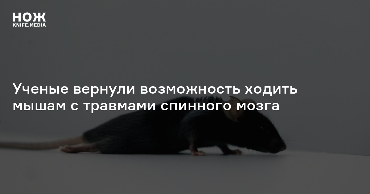 Ученые вернули возможность ходить мышам с травмами спинного мозга — Нож