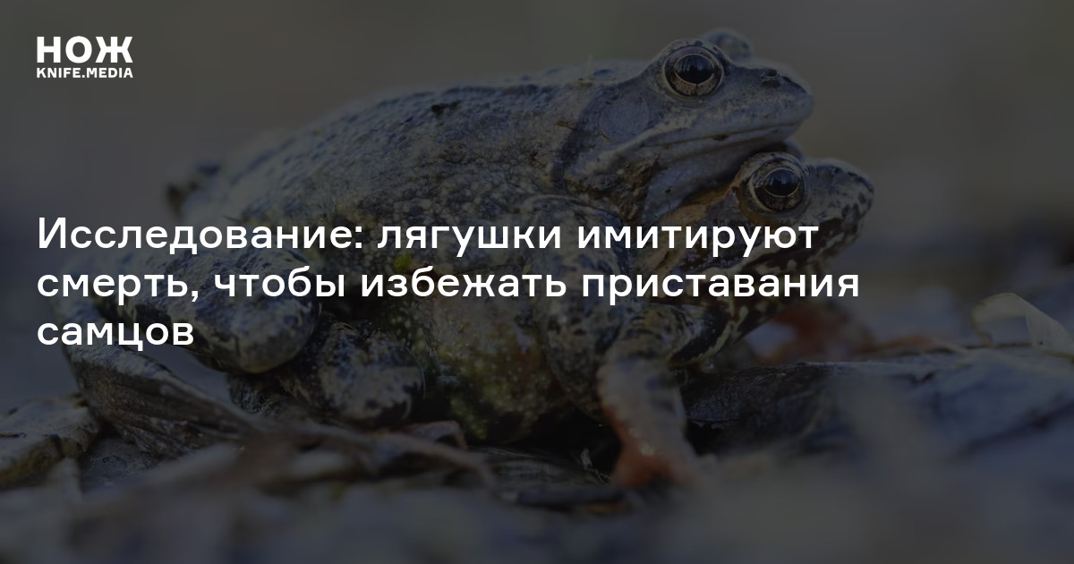 Исследование: лягушки имитируют смерть, чтобы избежать приставания ...