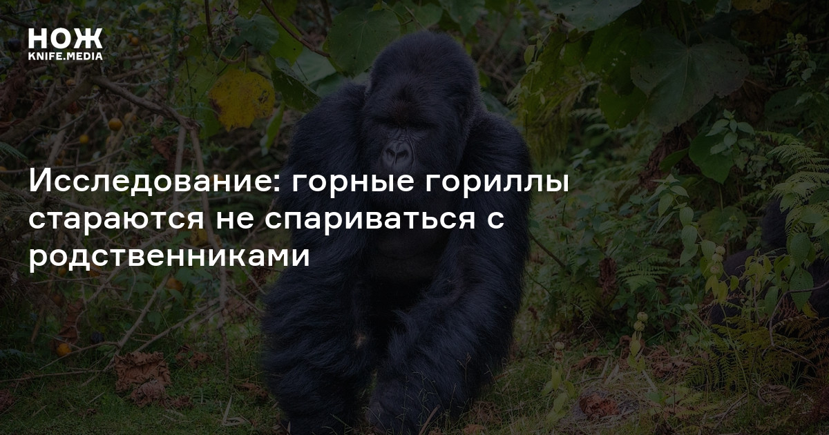 Исследование: горные гориллы стараются не спариваться с родственниками ...