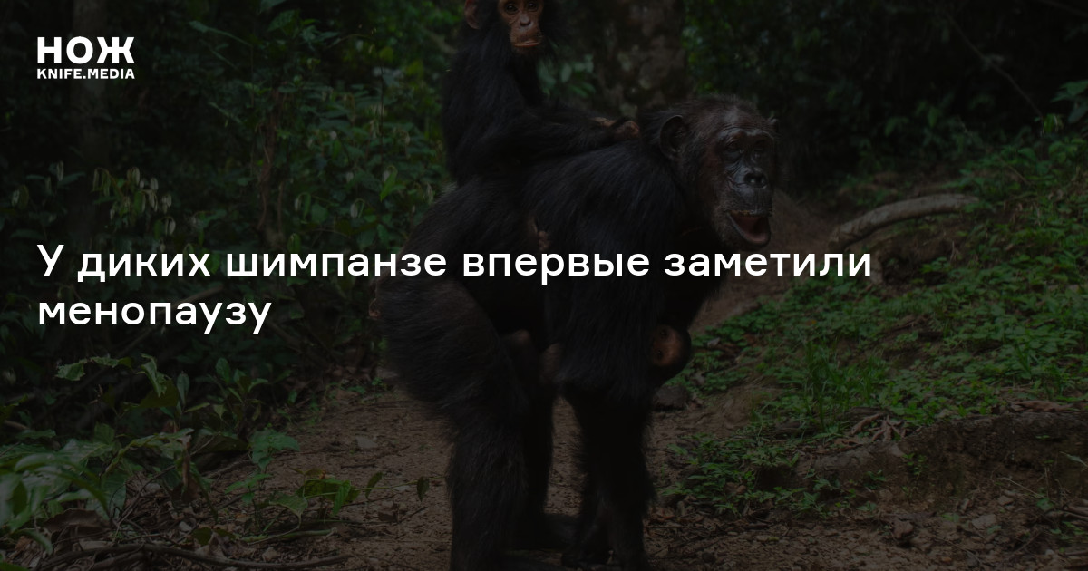 У диких шимпанзе впервые заметили менопаузу — Нож