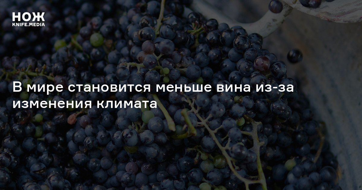 В мире становится меньше вина из-за изменения климата — Нож