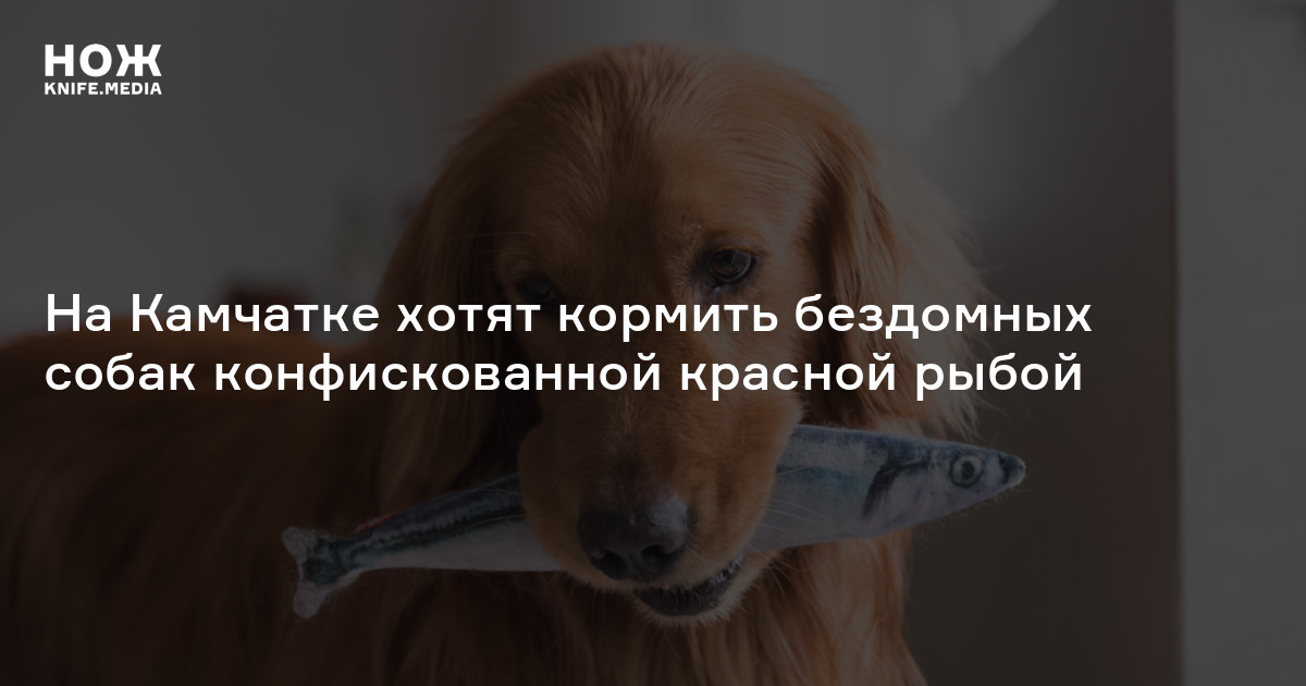 На Камчатке хотят кормить бездомных собак конфискованной красной рыбой ...