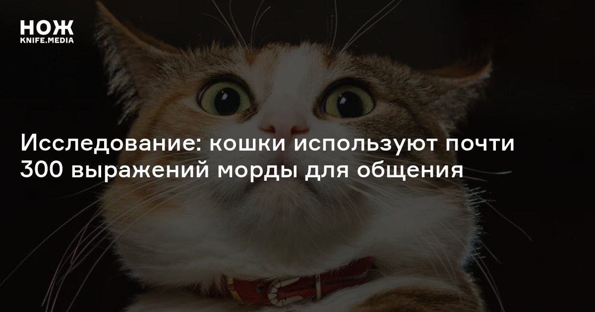 Исследование: кошки используют почти 300 выражений морды для общения — Нож