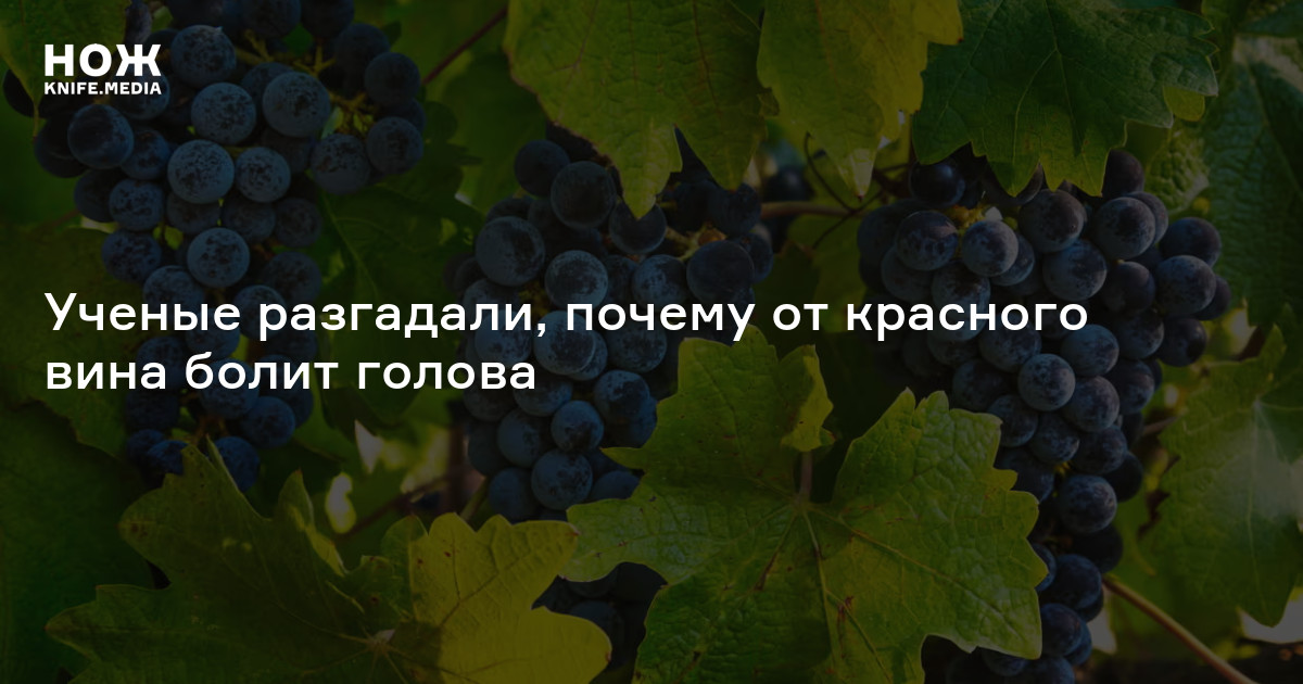 почему от вина болит