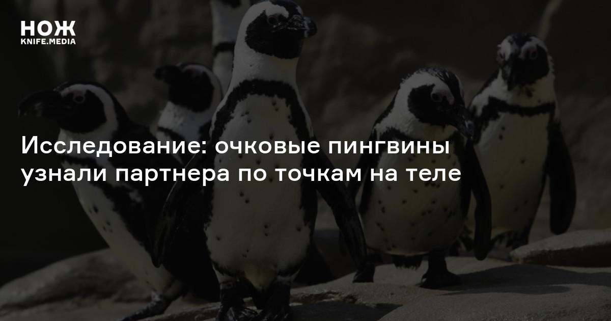 Исследование: очковые пингвины узнали партнера по точкам на теле — Нож