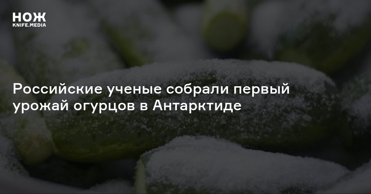 Российские ученые собрали первый урожай огурцов в Антарктиде — Нож