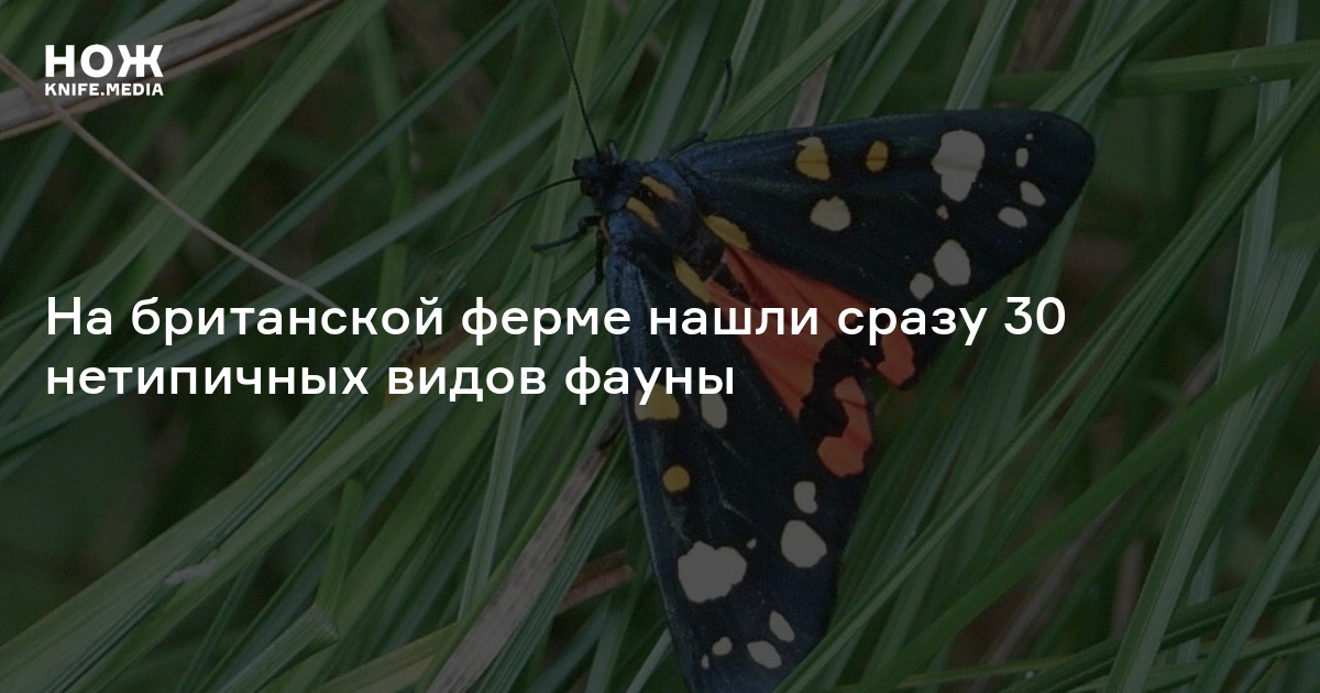 На британской ферме нашли сразу 30 нетипичных видов фауны — Нож