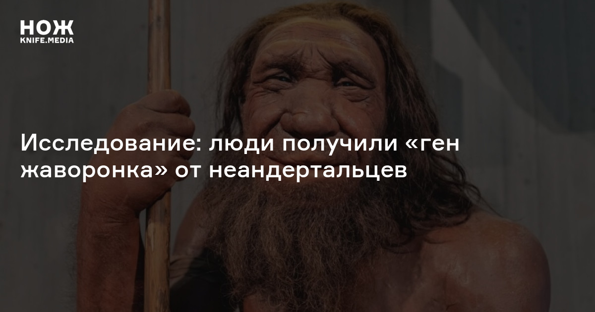 Исследование: люди получили «ген жаворонка» от неандертальцев — Нож