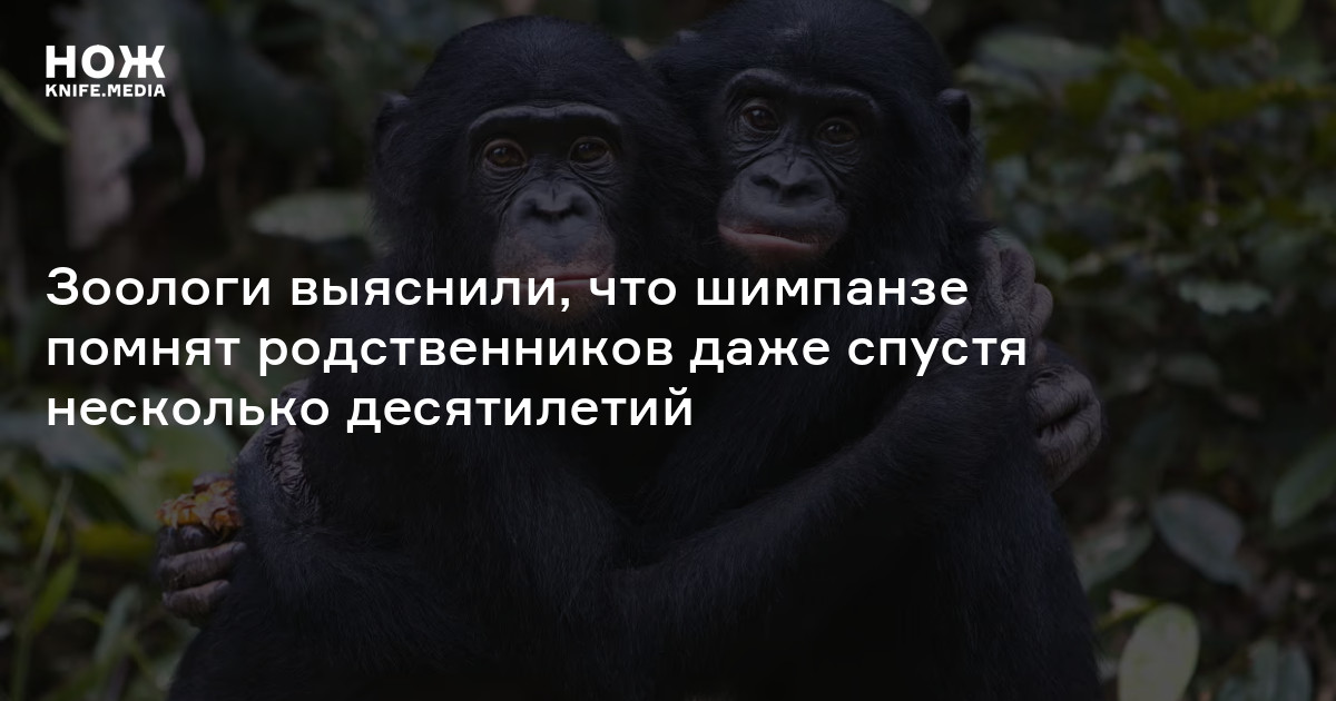 Зоологи выяснили, что шимпанзе помнят родственников даже спустя ...