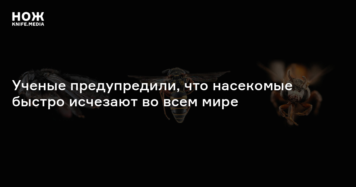 Ученые предупредили, что насекомые быстро исчезают во всем мире — Нож