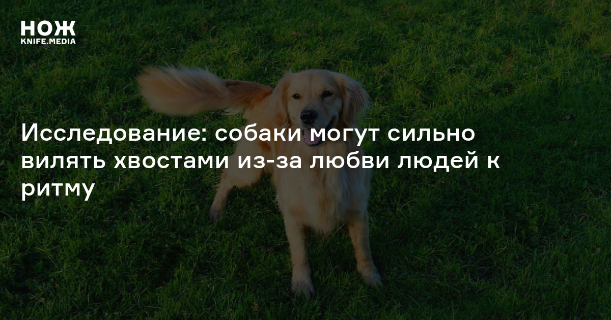 Исследование: собаки могут сильно вилять хвостами из-за любви людей к ...