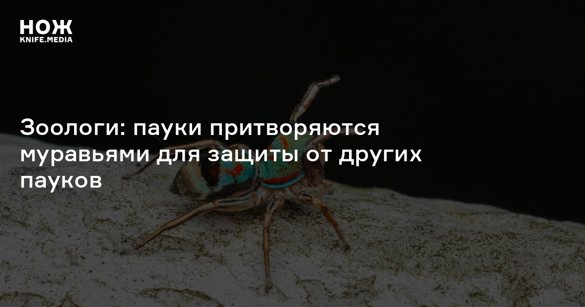 Зоологи: пауки притворяются муравьями для защиты от других пауков — Нож