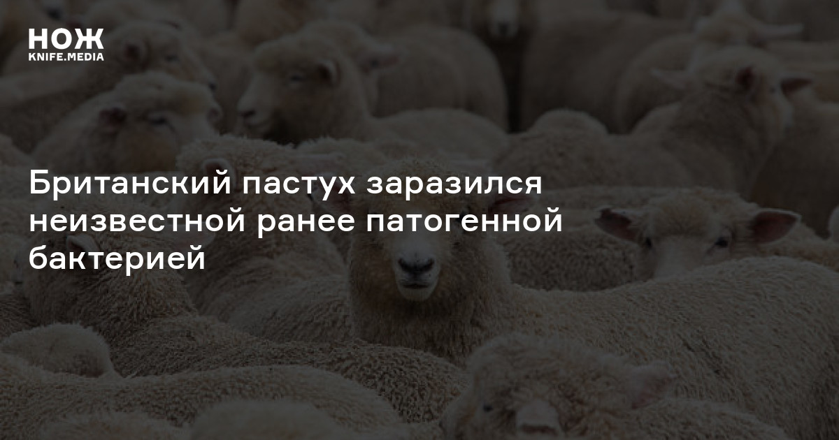 Британский пастух заразился неизвестной ранее патогенной бактерией — Нож