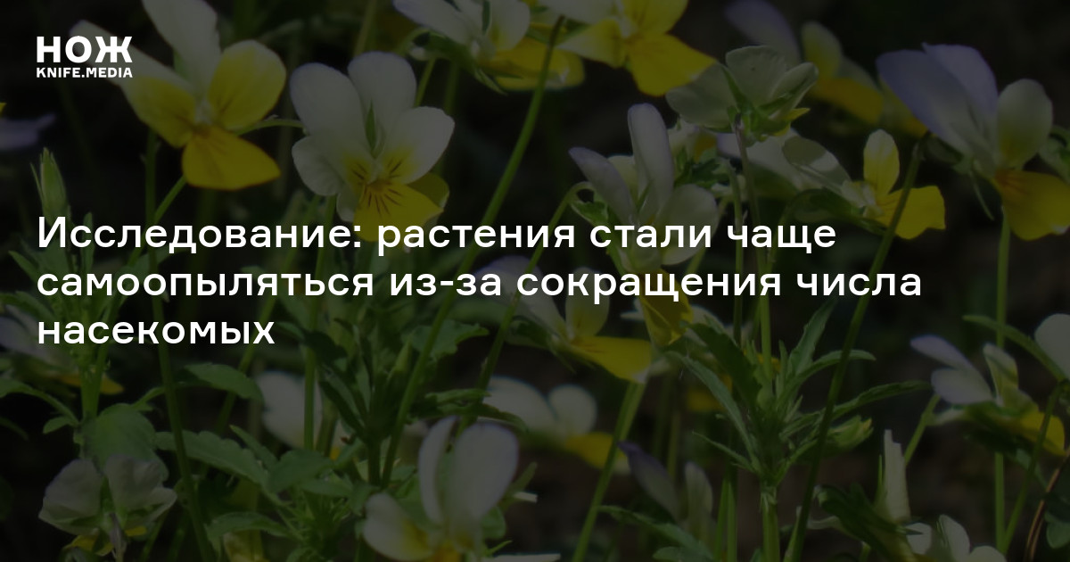 Исследование: растения стали чаще самоопыляться из-за сокращения числа ...