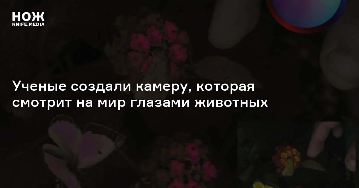 Ученые создали камеру, которая смотрит на мир глазами животных — Нож