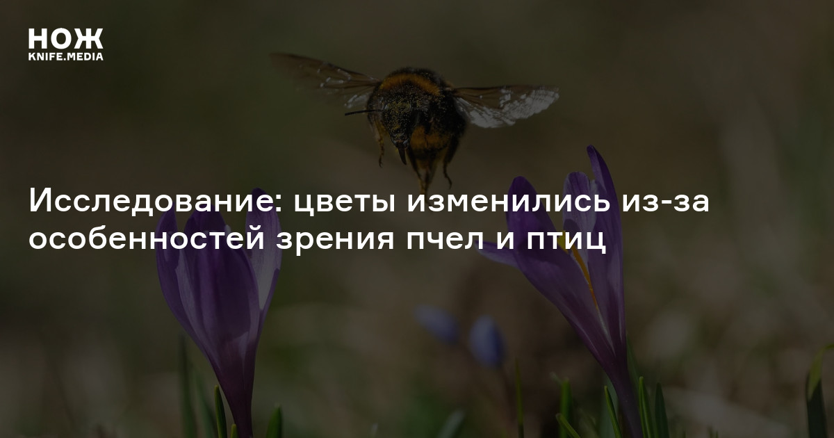 Исследование: цветы изменились из-за особенностей зрения пчел и птиц — Нож