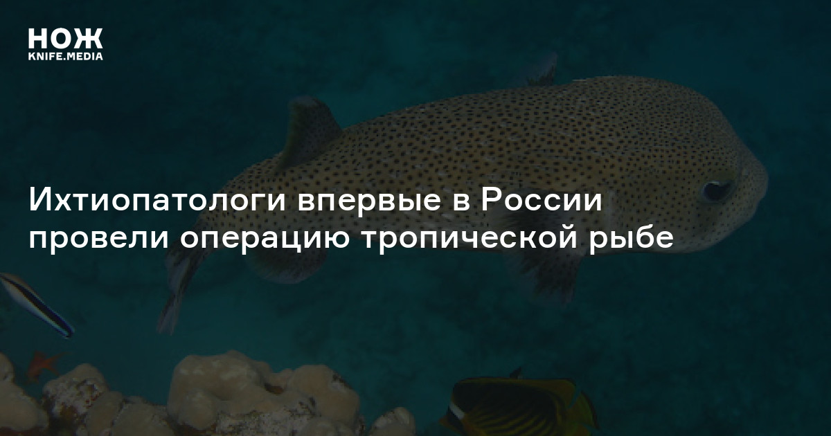 Ихтиопатологи впервые в России провели операцию тропической рыбе — Нож