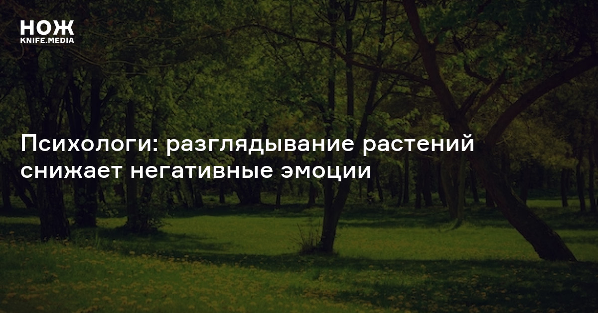 Психологи: разглядывание растений снижает негативные эмоции — Нож