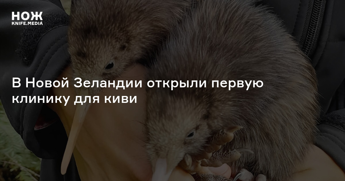 В Новой Зеландии открыли первую клинику для киви — Нож