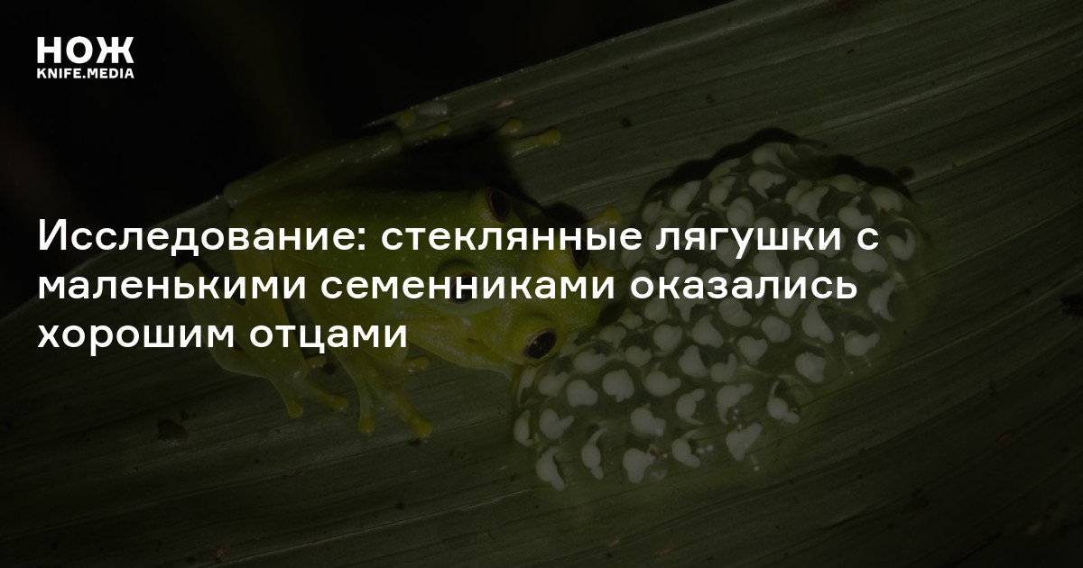 Исследование: стеклянные лягушки с маленькими семенниками оказались ...