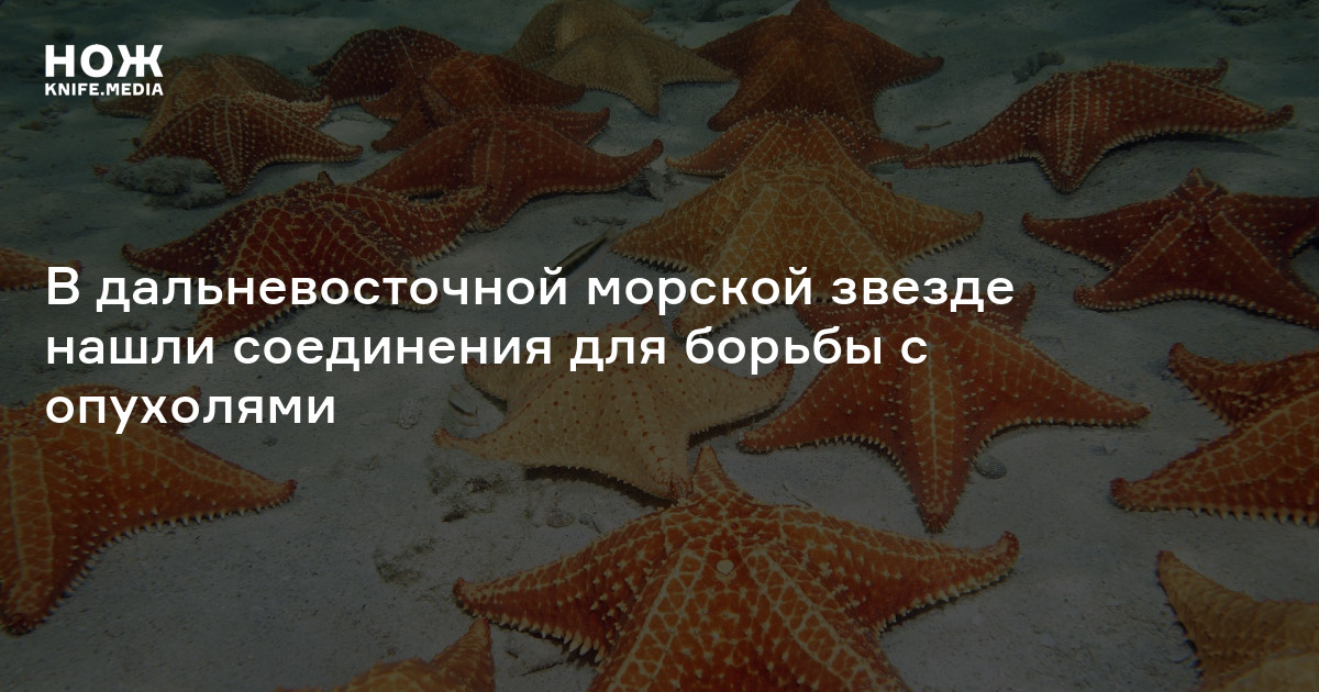 В дальневосточной морской звезде нашли соединения для борьбы с ...