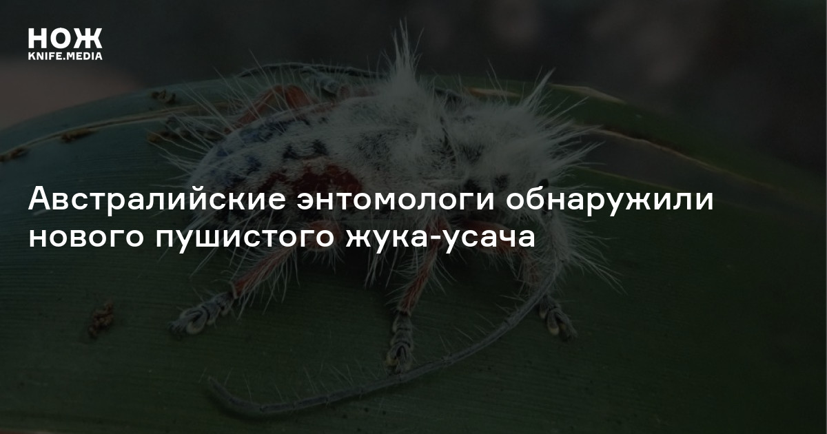 Австралийские энтомологи обнаружили нового пушистого жука-усача — Нож