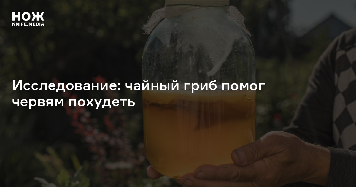 Исследование: чайный гриб помог червям похудеть — Нож