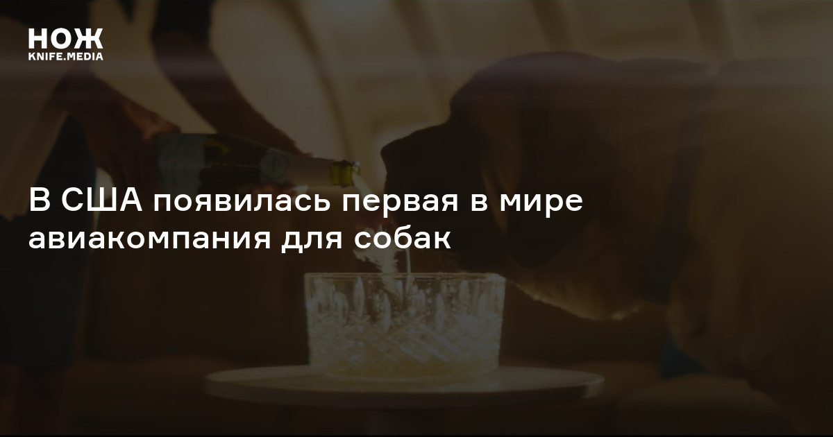 В США появилась первая в мире авиакомпания для собак — Нож
