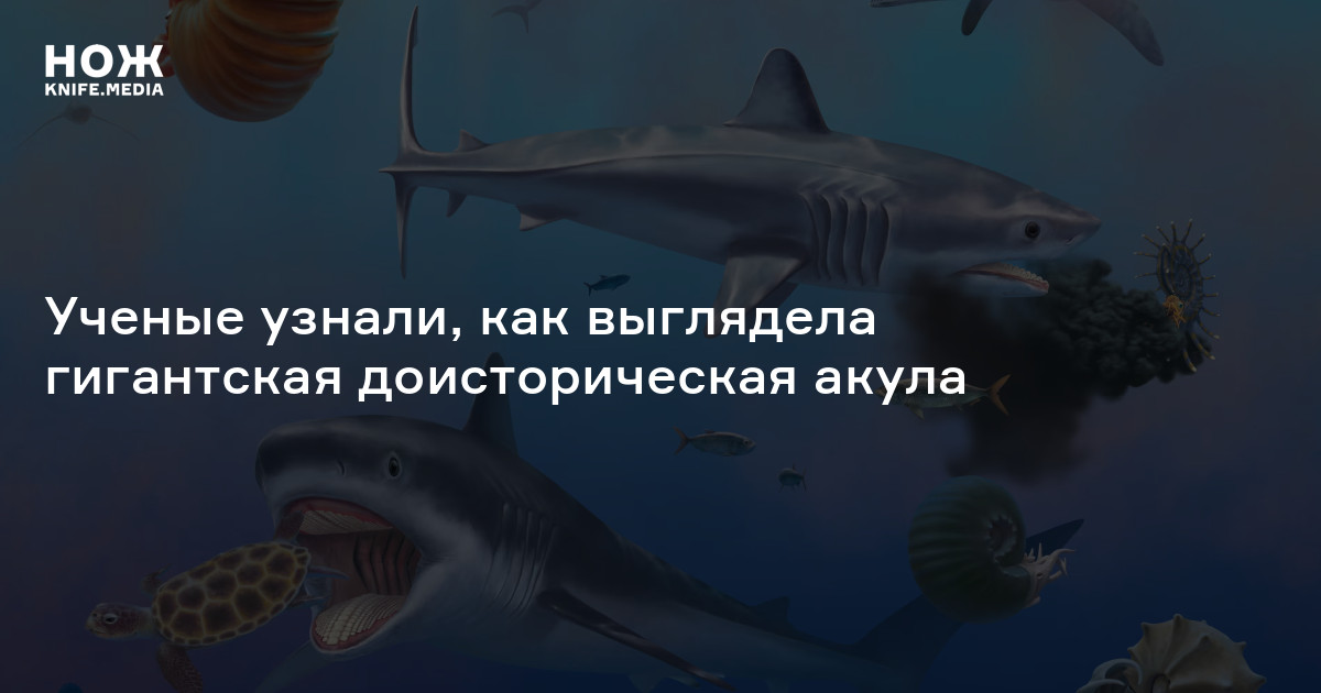 Ученые узнали, как выглядела гигантская доисторическая акула — Нож