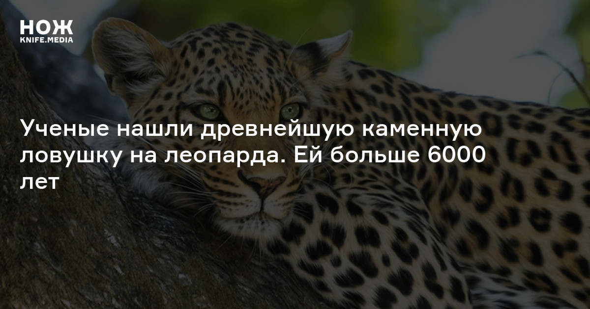 Ученые нашли древнейшую каменную ловушку на леопарда. Ей больше 6000 ...