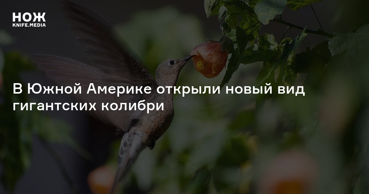 В Южной Америке открыли новый вид гигантских колибри — Нож