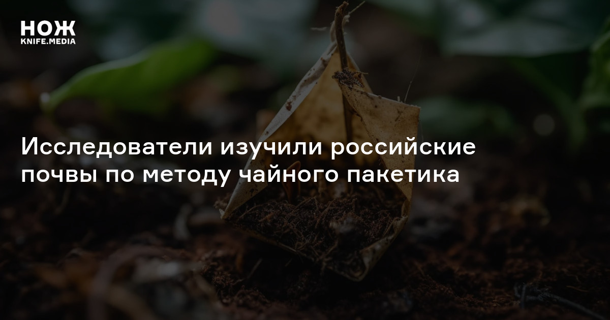 Исследователи изучили российские почвы по методу чайного пакетика — Нож