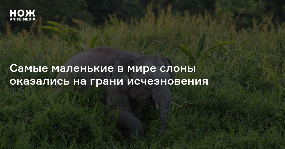 Самые маленькие в мире слоны оказались на грани исчезновения — Нож