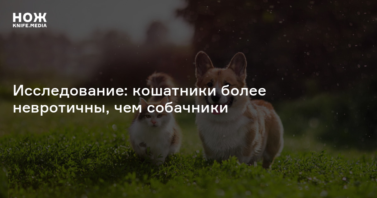 Исследование: кошатники более невротичны, чем собачники