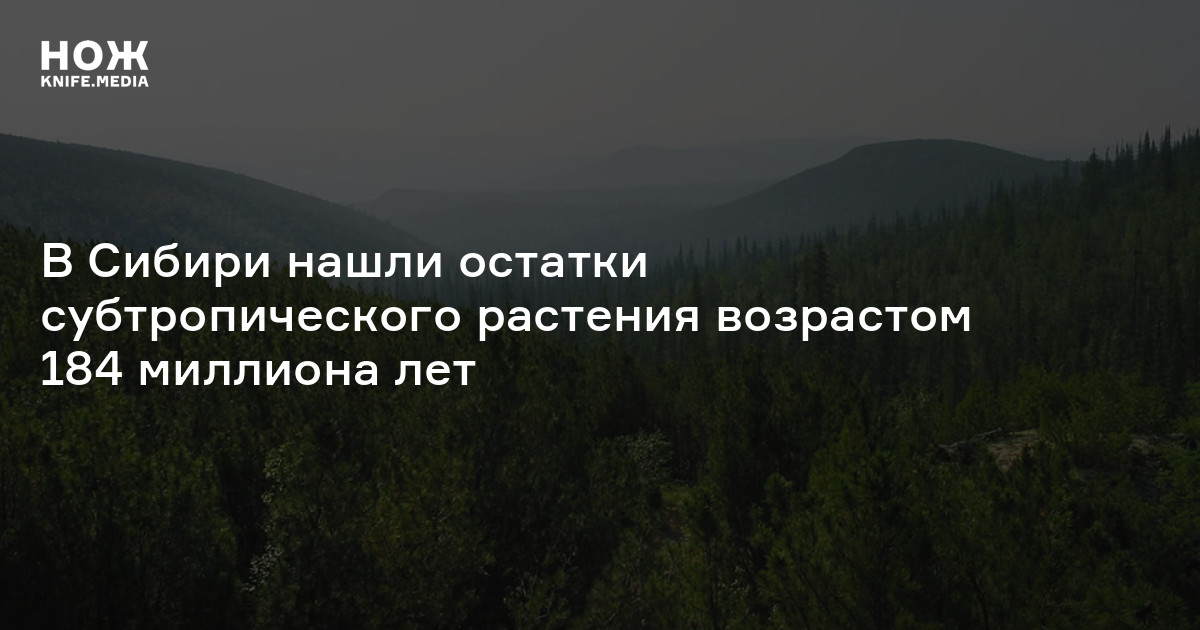 В Сибири нашли остатки субтропического растения возрастом 184 миллиона лет