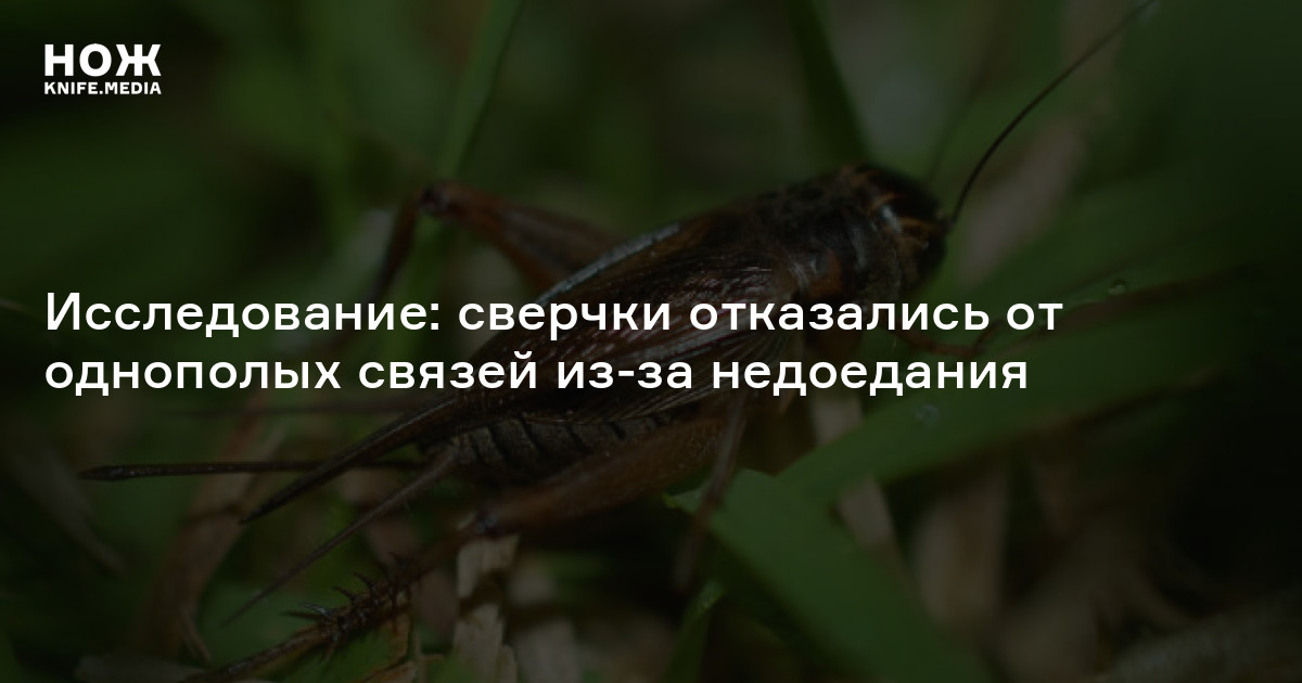 Исследование: сверчки отказались от однополых связей из-за недоедания