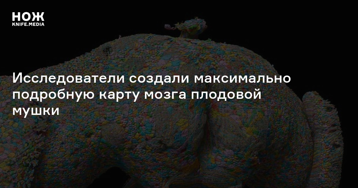 Исследователи создали максимально подробную карту мозга плодовой мушки