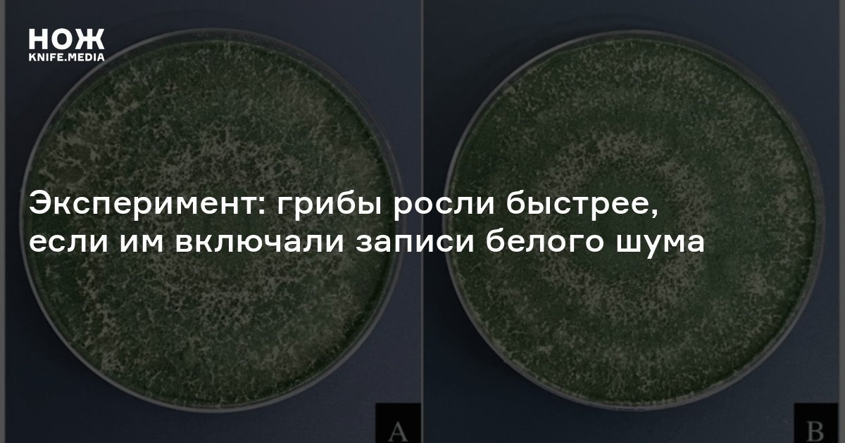 Эксперимент: грибы росли быстрее, если им включали записи белого шума