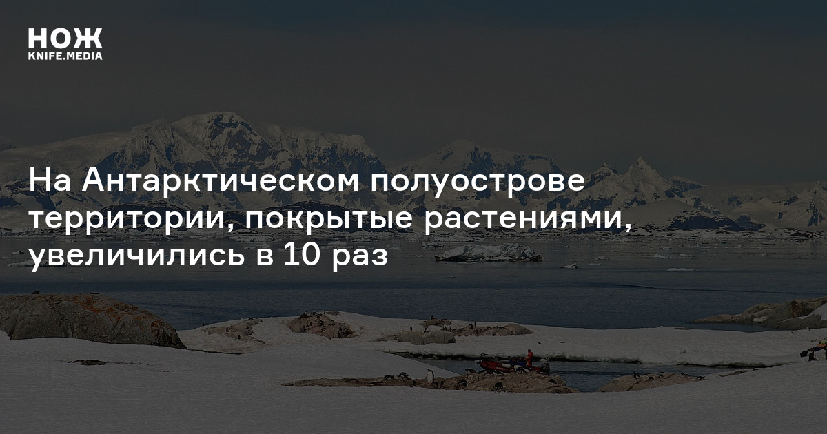 На Антарктическом полуострове территории, покрытые растениями, увеличились в 10 раз