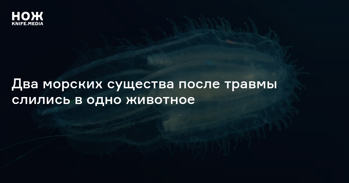 Два морских существа после травмы слились в одно животное