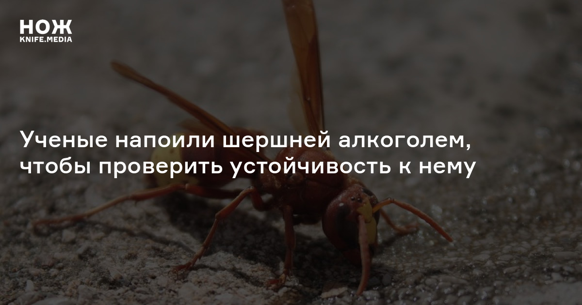 Ученые напоили шершней алкоголем, чтобы проверить их устойчивость к нему