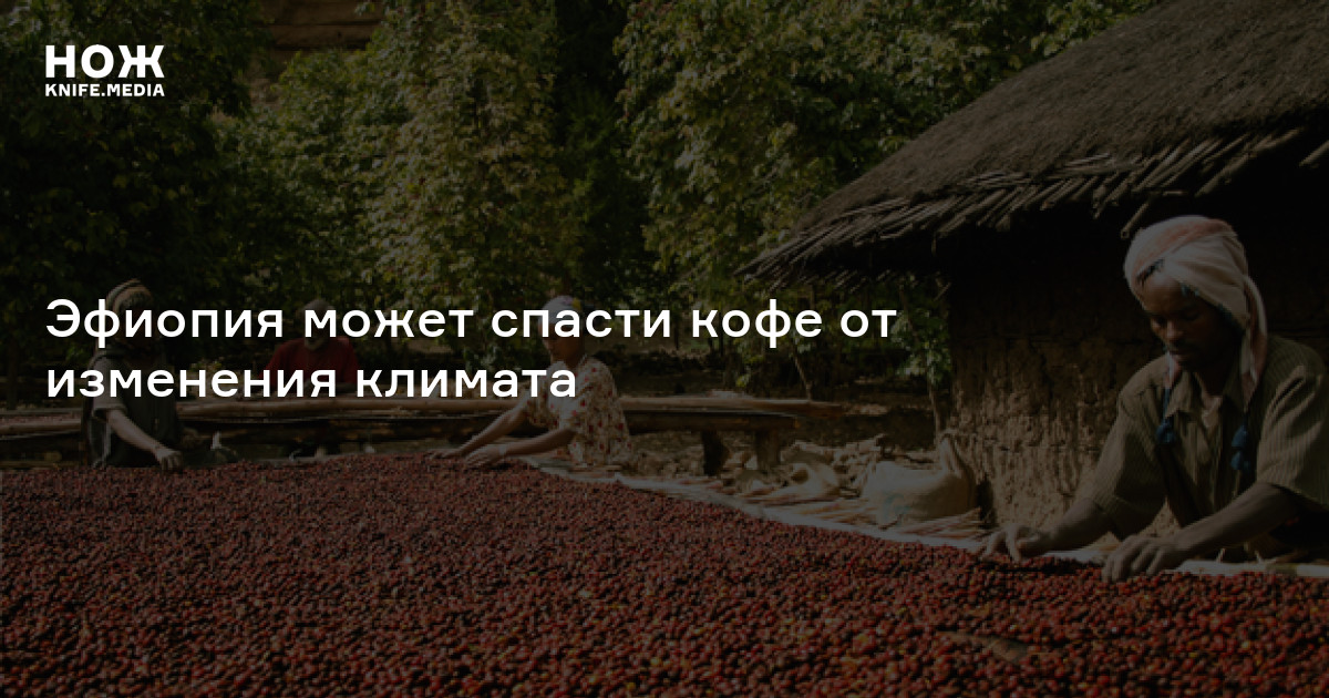 Эфиопия может спасти кофе от изменения климата
