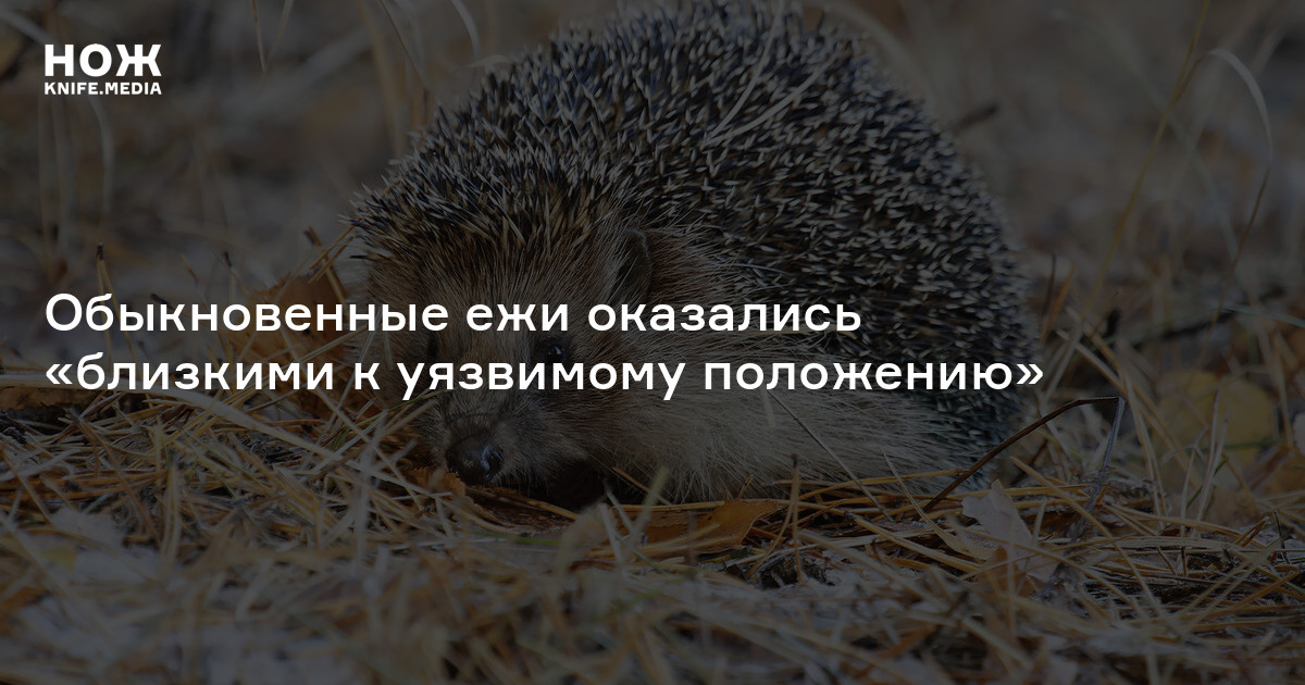 Обыкновенные ежи оказались «близкими к уязвимому положению»