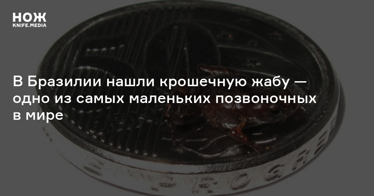 В Бразилии нашли крошечную жабу — одно из самых маленьких позвоночных в мире